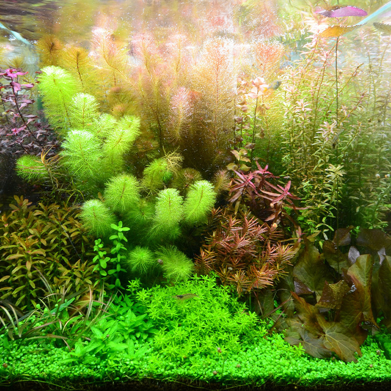 特価xyris sp red水中葉1株 水草 ADA 水槽 【公式通販】